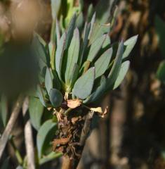 Othonna coronopifolia