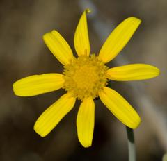 Othonna coronopifolia
