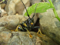 Sternotomis rufozonata