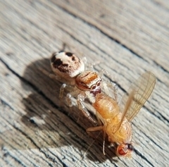 Salticidae