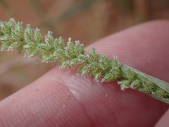 Tragus berteronianus