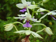 Calanthe sylvatica
