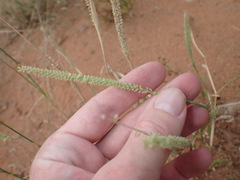 Tragus berteronianus