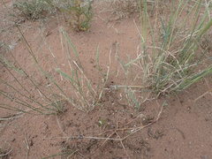 Tragus berteronianus