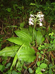 Calanthe sylvatica