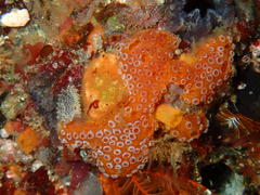 Botrylloides magnicoecus