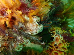 Botrylloides magnicoecus