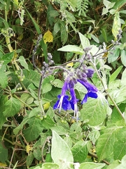 Salvia scutellarioides