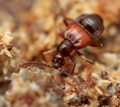 Tyrus mucronatus