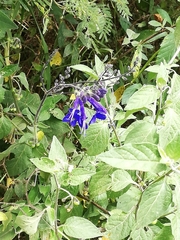 Salvia scutellarioides