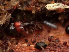 Tyrus mucronatus