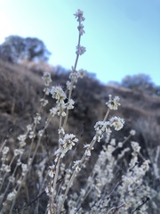 Eriogonum wrightii trachygonum