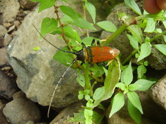 Sternotomis rufozonata