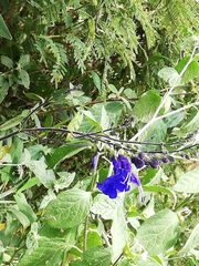 Salvia scutellarioides