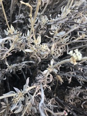 Eriogonum wrightii trachygonum