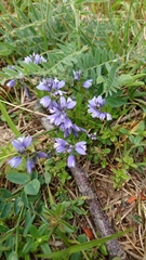 Polygala alpestris