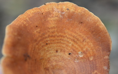 Lactarius peckii