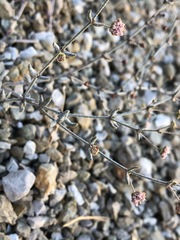 Eriogonum angulosum