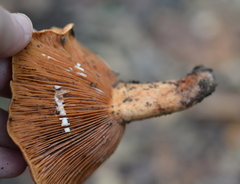 Lactarius peckii