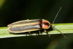 Photinus ignitus