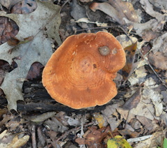 Lactarius peckii