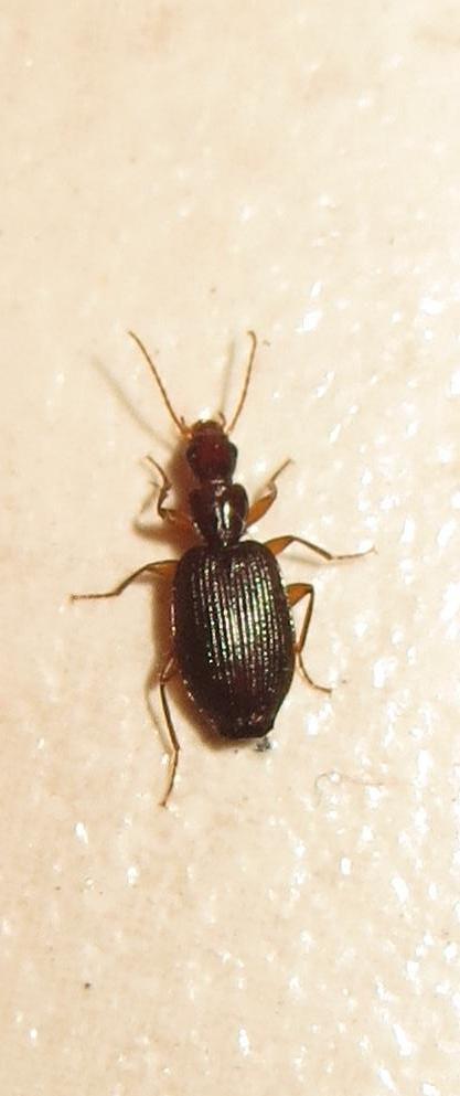 Coptoptera