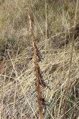 Himantoglossum hircinum