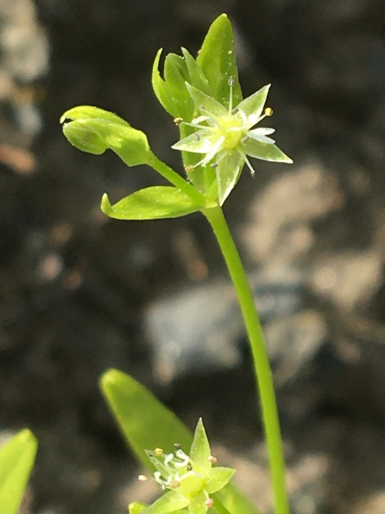 Boreal starwort