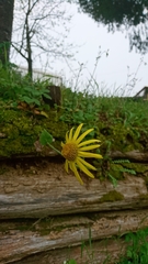 Doronicum caucasicum