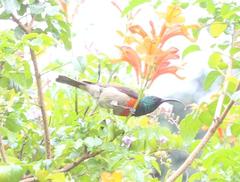 Cinnyris chalybeus subalaris