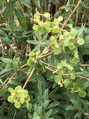 Euphorbia palustris