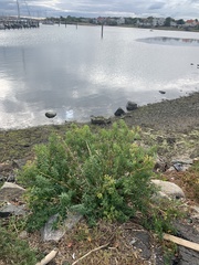 Euphorbia palustris