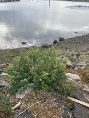 Euphorbia palustris