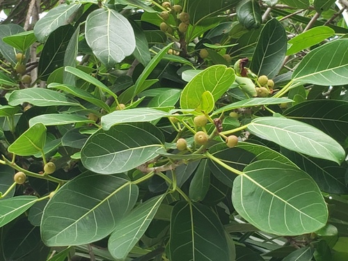 Ficus hirsuta