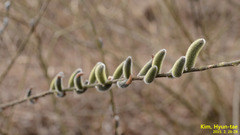 Salix gracilistyla