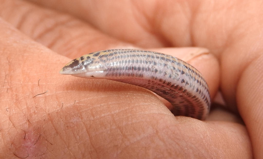 Stripe-Bellied Legless Skink