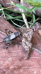 Allonemobius maculatus