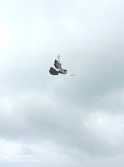 Columba livia domestica