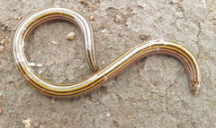 Acontias subtaeniatus