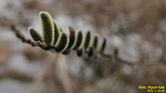 Salix gracilistyla