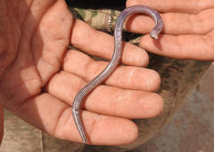 Acontias subtaeniatus