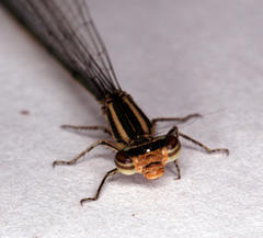 Pseudagrion salisburyense