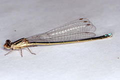 Pseudagrion salisburyense
