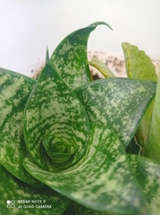 Sansevieria