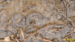 Hynobius quelpaertensis