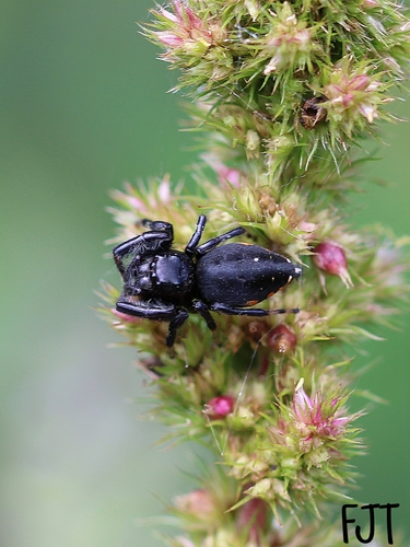 Paraphidippus funebris