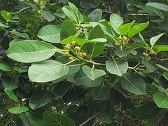 Ficus crassinervia