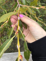 Salix daphnoides