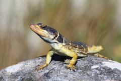 Pseudocordylus microlepidotus