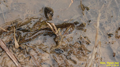 Hynobius quelpaertensis